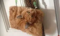 پول سازی زن جوان از تاکسیدرمی جسد حیوانات