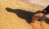 احتکار ۵۰هزار تن ذرت برای سود بیشتر!