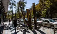 عکس: حال چنارهای خیابان ولیعصر بد است!