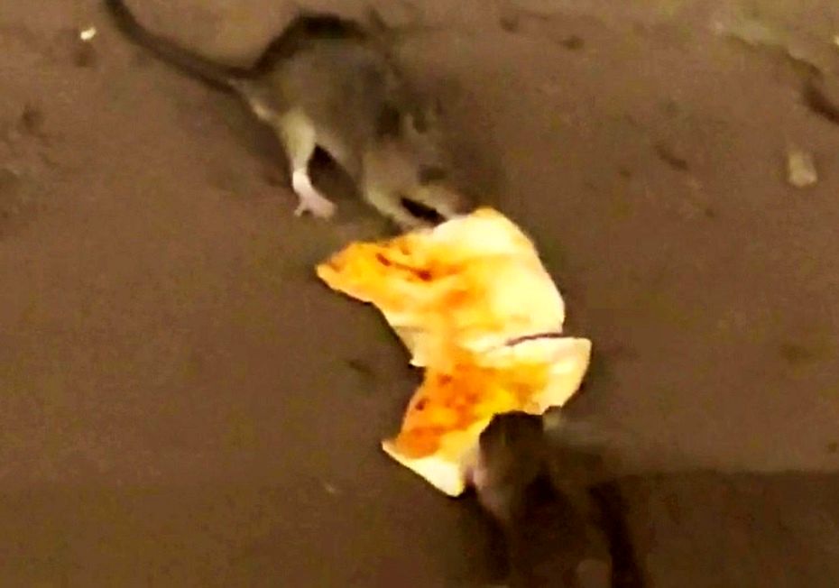 نبرد موش‌ها بر سر یک تکه پیتزا