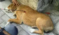 حیوان آزاری همچنان بدون مجازات