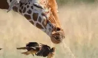 تصاویر خنده دار از عطسه یک زرافه!