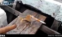 جنجال اجبار ماهی به کشیدن سیگار! +عکس