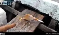 جنجال اجبار ماهی به کشیدن سیگار! +عکس