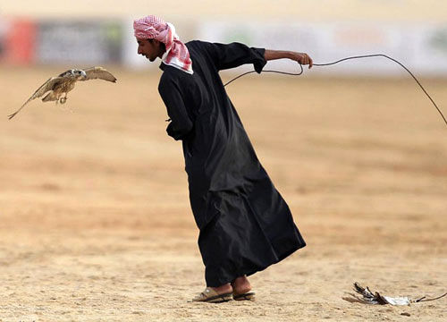 جشنواره پرندگان شکاری در امارات +عکس
