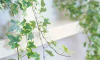 اطلاعاتی درباره شش گیاه پیچکیِ آپارتمانی