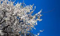 شکوفه‌های درخت زردآلو در باغات بهبهان