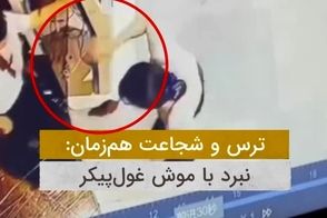 دختر جوان، موش غول‌پیکر را با پاهایش گرفت!