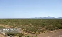 برداشت پسته در شهرستان زرندیه