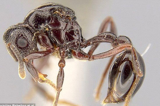 کشف یک گونه جدید مورچه در استفراغ قورباغه