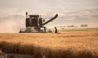 برداشت گندم در کرمانشاه