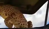 پرش ترسناک یوزپلنگ روی خودروی بازدیدکنندگان حیات‌وحش
