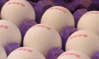 تخم مرغ های ضدسرطان و ضدهپاتیت تولید شد