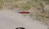 لحظه‌ای نادر از خودکشی یک مار!
