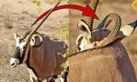 زندگی دردناک تیزشاخ کالاهاری با شاخ فرو رفته در گردن