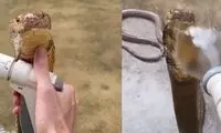 لذت یک مار کبرا از دوش گرفتن