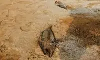 دلیل تلف‌شدن ماهیان در کنگان چه بود؟