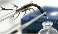 تجارت با سم نیش عقرب؛ سلاح کژدم