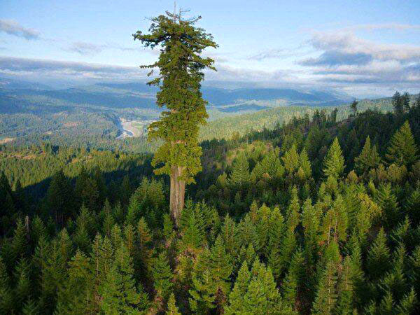 بلندترین درخت زنده زمین ۱۱۵ متر ارتفاع دارد