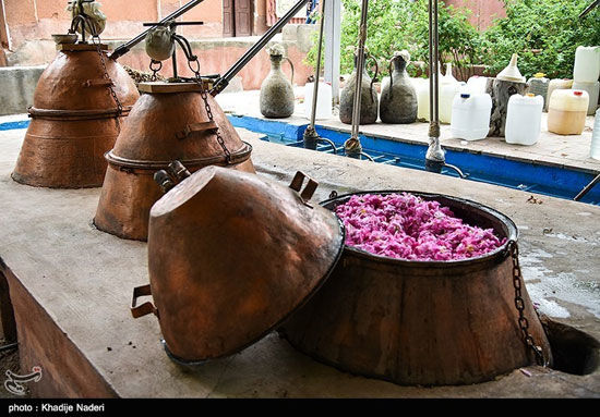 جشنواره گلاب‌گیری در کاشان