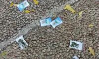 از آسمان تل آویو ماریجوانا بارید