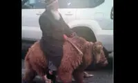 شیر، کروکودیل و خرس سواری! +عکس