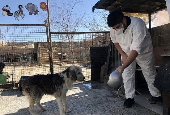 پناهگاه سگ‌ها در شیراز