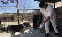 پناهگاه سگ‌ها در شیراز