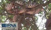ماری ۶ متری در خوزستان موجب وحشت شد