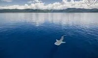 وال ها؛ نماد خوش شانسی در میان ماهیگیران اندونزیایی