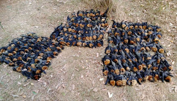 مرگ خفاش‌ها در پی گرمای بی‌سابقه