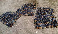 مرگ خفاش‌ها در پی گرمای بی‌سابقه