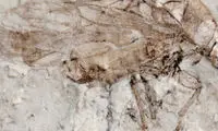 کشف قدیمی ترین فسیل ملخ جهان