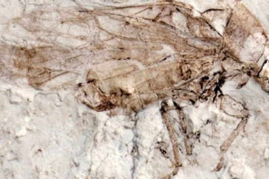کشف قدیمی ترین فسیل ملخ جهان