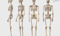 حقایق تاریخی درباره تجارت اسکلت