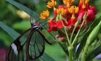 پروانه بال شیشه‌ای +عکس