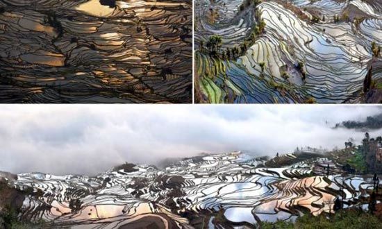 تصاویری زیبا از شالیزارهای 1300 ساله برنج