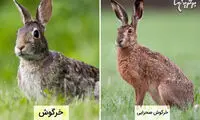 تفاوت این حیوانات شبیه به هم را می‌دانید؟