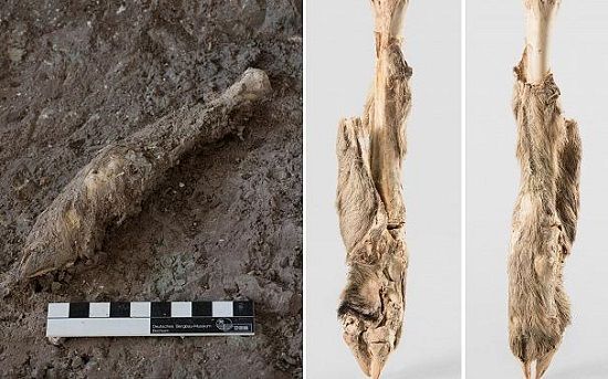 کشف بقایای گوسفند مومیایی ۱۶۰۰ساله در زنجان