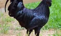 مرغ و خروسی که از پر تا استخوان سیاه هستند!