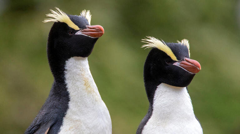 لحظات عاشقانه نظافتچی باغ‌وحش با یک پنگوئن