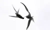 برندگان مسابقه عکاسی جانورشناسی‎