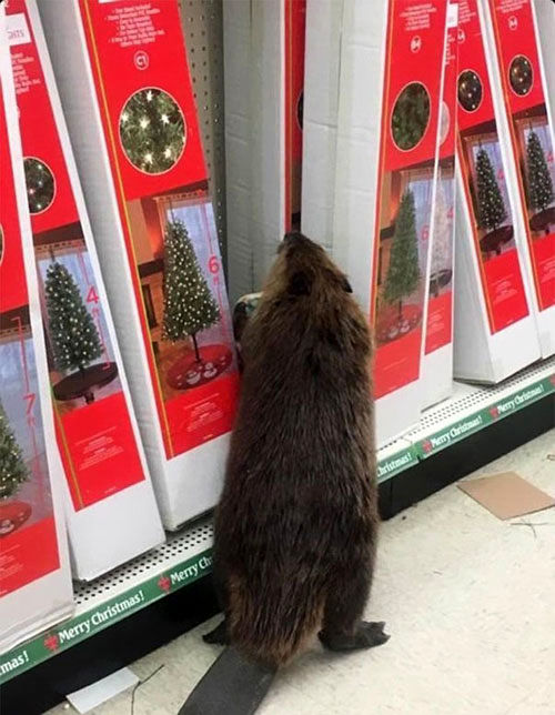 سرقتِ درخت کریسمس از فروشگاه توسط سگ آبی