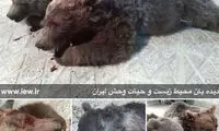 مرگ دو قلاده خرس بر اثر برخورد با خودرو