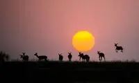 سیاه‌کل‌ها در عکس روز نشنال جئوگرافیک