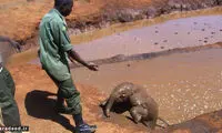 ماجرای فیلی که به انسان‌ها اعتماد کرد