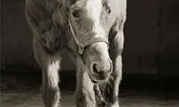 حیوانات هم پیر می‌شوند