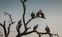 کرکس‌ ها؛ مامور کشف دفن غیرقانونی زباله!