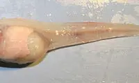 کشف یک گونه ماهی جدید در عمق دریا