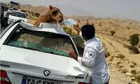 آب دادن مامور اورژانس به شتر آسیب دیده